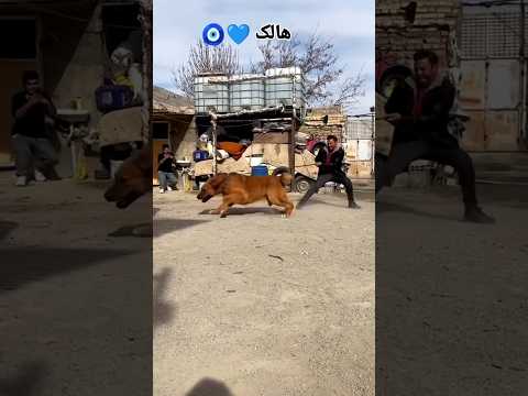 نژاد سگ خراسانی آدم گیر .dog iran .sarabe.shorts