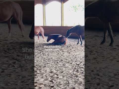 Zinger VS Sleepy Ziva #horsefarms #horses #equestrian