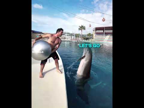 Ronaldo X Dolphin 🐬