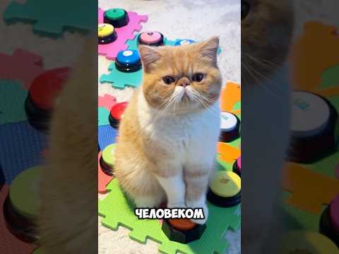 #умныйкот #talkingcat #говорящийкот #cat #funnycats #reaction