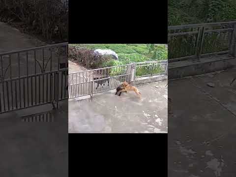 chạy đâu cho thoát con trai#shortvideo #animals #dongvat #funny #dongvathoangda #lion #shorts