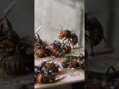 Smart trap for catching giant hornets using their pheromone. For pest control education #pestcontrol
