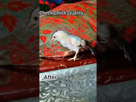 peacock and hen corus breed #virealreel #roosterfarm #aseelmurga #peacok
