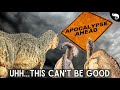 Survival Strategies of Birds and Crocodilians