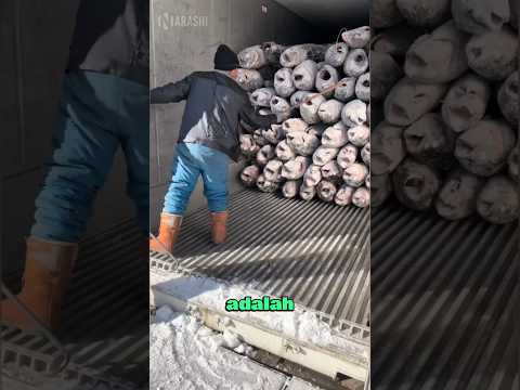Cara Mengosongkan Truk Ikan Dengan Cepat 😮