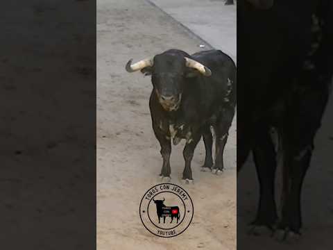 ¡¡Menudo toro de Gerardo Ortega!! 😮🐃