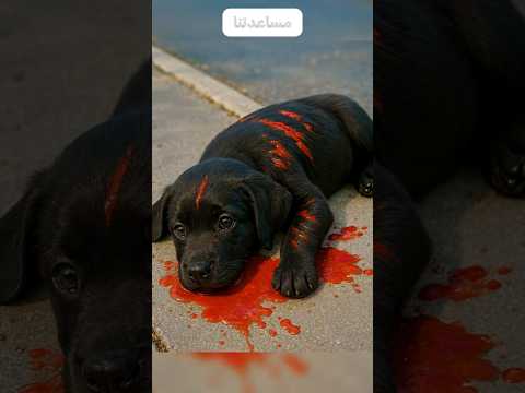 عجوز أنقذ حياة كلب اغنى راجل في البلد! 💔