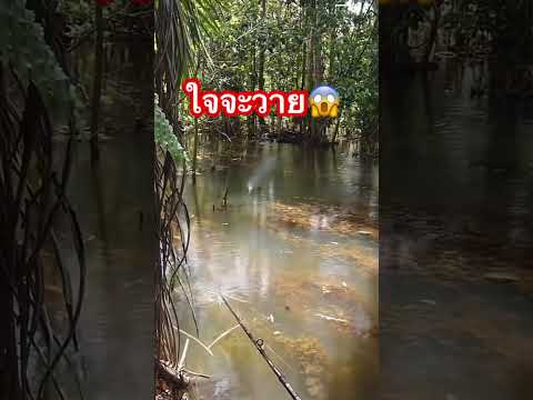 ใจไม่ถึงห้ามดู #ตกปลาชะโด