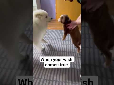 When your wish comes true