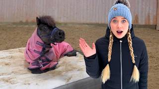 Ein BETT für die SHETTYS - Stallvlog