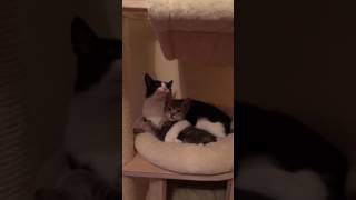 Wahre Katzenliebe