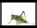 Insect Communication and Bioluminescence
