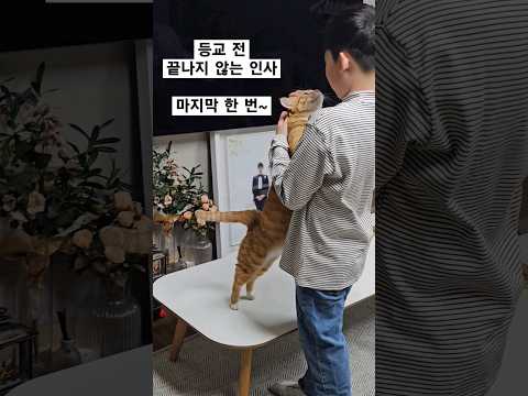 치즈의 애절한 눈빛을 매몰차게 거절하지 못하는 작은집사 #고양이 #고양이애교
