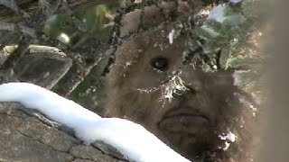 Discovering Bigfoot is live with Todd Standing April 18