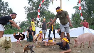 LOMBA MENANGKAP HEWAN DALAM KOTAK DI HARI KEMERDEKAAN 17 AGUSTUS