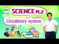 Understanding the Human Circulatory System