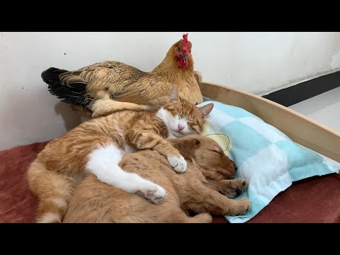 The kitten became the mother of the golden retriever puppy and taught him to be friendly. So healing