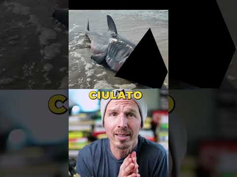 Tutto il mondo è paese...