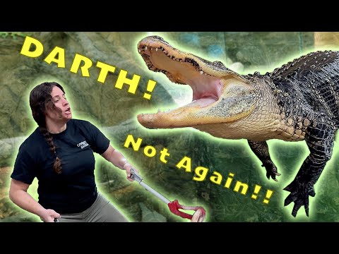 Darth Gator got Out...Again😳