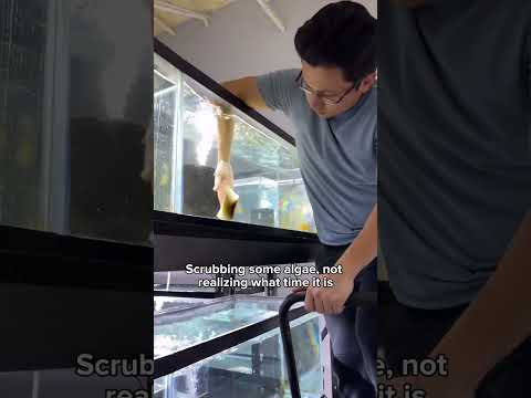 The axolotls make all the algae cleaning worth it ๐ฅฒ