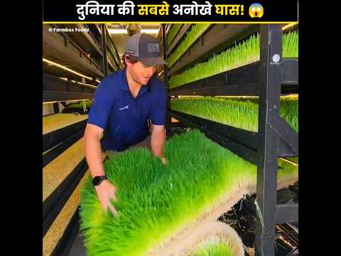 What is artificial grass😱