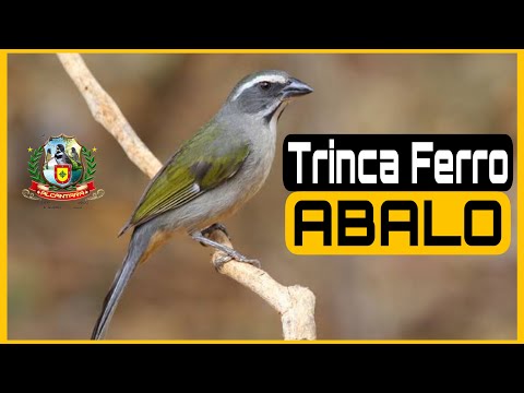 TRINCA FERRO ABALO