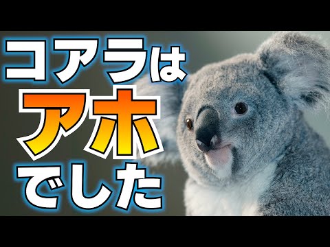 コアラは哺乳類で1番アホだった