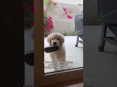 Every Golden Retriever's Daily Routine😂......#pets #shorts #trendingshorts