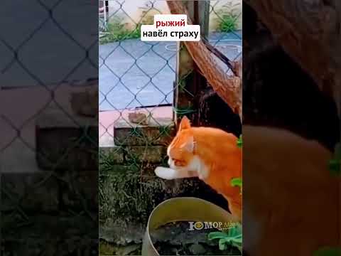 Настоящий альфа-самец