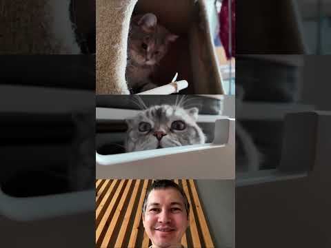 CUTE CATS PLAYING WITH DAD
