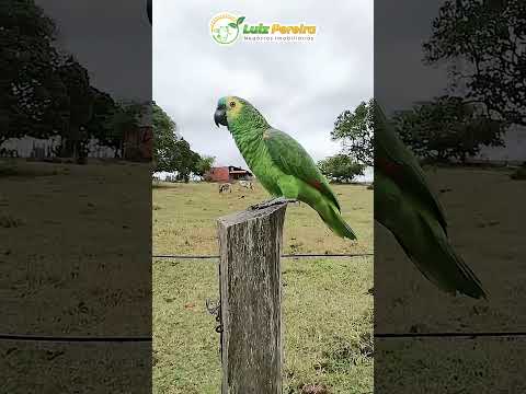 Papagaio chamando as galinhas #Boiadeiro#Boibravo#Agro#Touro#Nelore#Vidanaroça #rodeio#montaria#cow