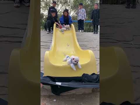 😍🐶😍 मिलो मेरी खूबसूरत सी पप्पी से 😍🐶😍#trending #shortvideo #puppy