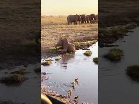 Baby Elephant Tries to Chase Ducklings but Falls into Mud ๐๐ฆ | Cutest Wildlife Moment Ever!