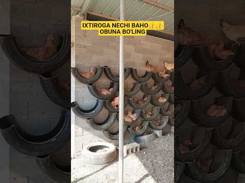 IXTIRONI DAXSHATI KO'RIB BAHO BERING ZORLARI HALI OLDINDA #music #automobile #qashqirlarmakonipist