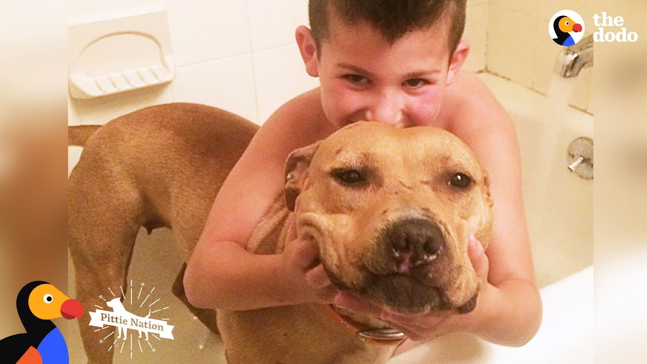 Pit Bull Rescued From Dog Fighting Is The Best Big Sister - KARMA Pittie Nation