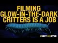 Wildlife Cameraman and Millipedes
