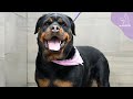 Grooming Rhonda: A Rescued Rottweiler