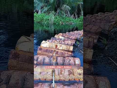 Mengapa Batang Pohon Bisa Jadi Makanan?