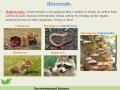 Energy Transfer and Trophic Levels