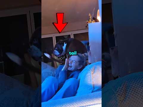 These Dogs Keep Forgetting They Have a Tail 😂 #shorts #dog