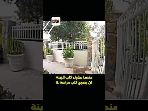ثعلب يفترس كلب بثواني إفتراس #shorts