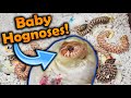 Snake Breeding and Genetics Concepts