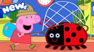 Peppa Pig Tales 🐞 Peppa Catches a GIANT Bug 🪰 BRAND NEW Peppa Pig Episodes