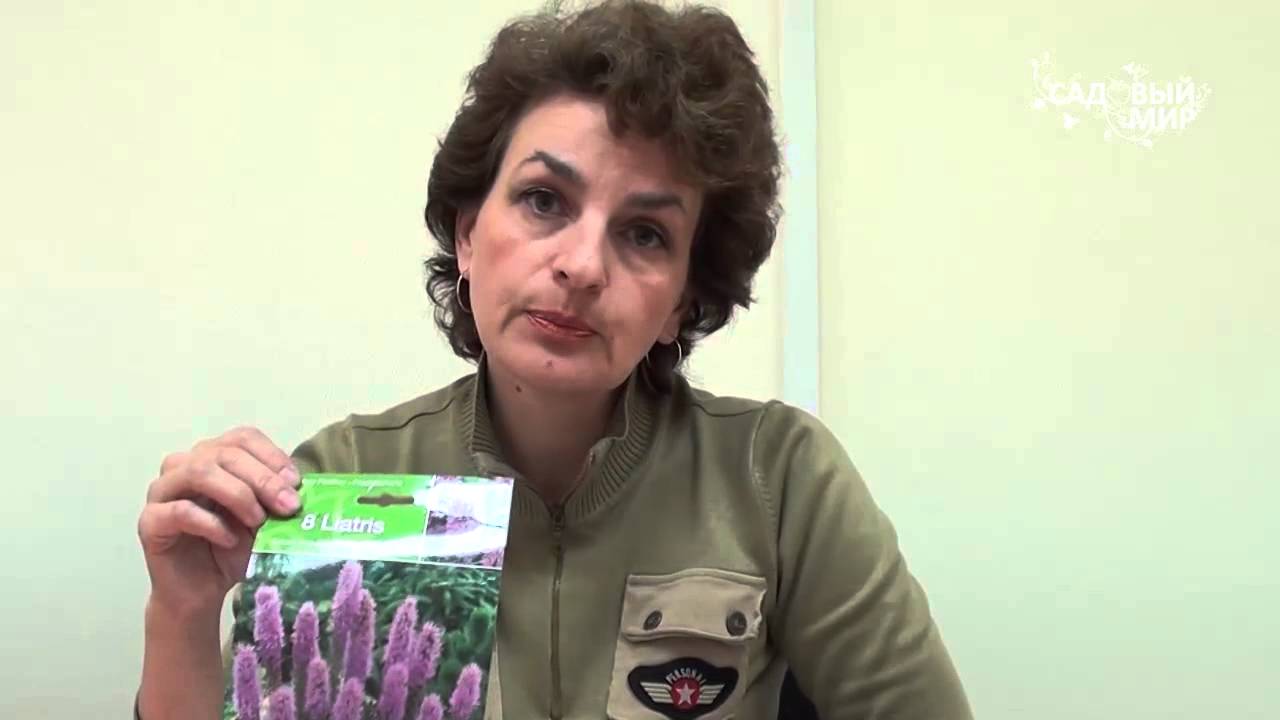 Неприхотливые садовые цветы Лиатрис
