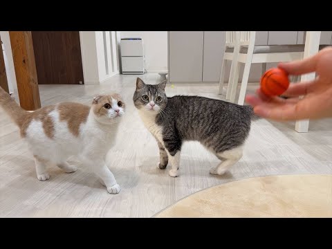 何回ボールを投げるフリしても引っかかっちゃう猫たちの反応が120点すぎましたwww