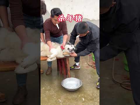 过年了，杀个年猪给大伙助个兴… #抖音动物图鉴 #萌宠出道计划 #神奇动物在抖音