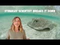Understanding Stingray Behavior and Safety