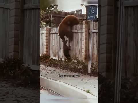 #bear #funny #kindness