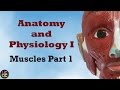 Muscle Actions and Origins