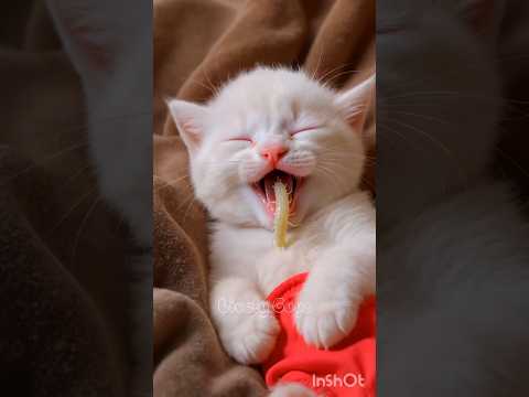 🐱🤯The Purr-asite: Kitten Is a Bottomless Pit.